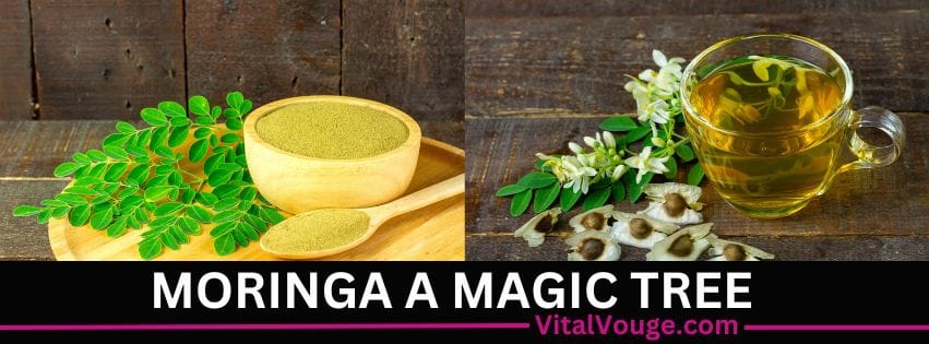 MORINGA A MAGIC TREE